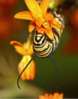 bug caterpillar monarch
