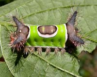 bug caterpillar saddlebag