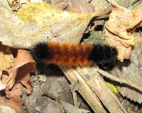 bug caterpillar whooly bear