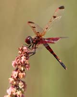 bug dragonfly elisa skimmer