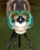 bug dragonfly eyes