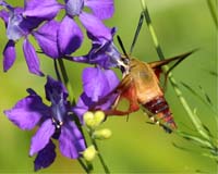 bug moth hawkmoth mary