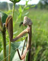bug praying mantis mary