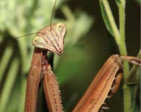 bug praying mantis stan