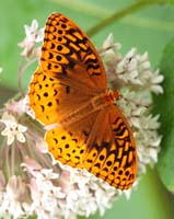 butterfly Fritillary
