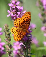 butterfly fritillary small