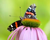 butterfly red admiral