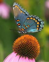 butterfly red spotted purple