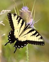 butterfly swallowtail tiger on teasel