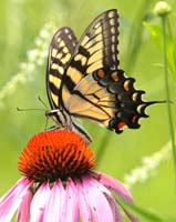 butterfly tiger swallowtail on cone
