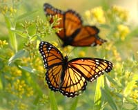 butterfly viceroy artsy Stan