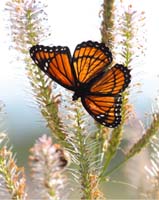 butterfly viceroy artsy