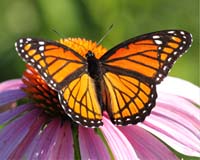 butterfly viceroy