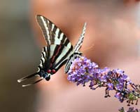 butterfly zebra swallowtail