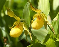 flower lady slippers