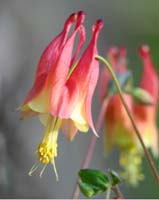 flower wild columbine