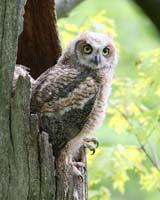 owl baby 16 claw mini