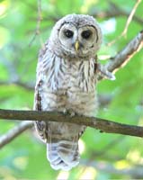 owl baby barred