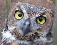 owl face great horned