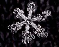 snowflake black