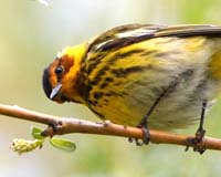 warbler cape may bend