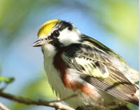 warbler chestnut face