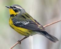warbler magnolia male
