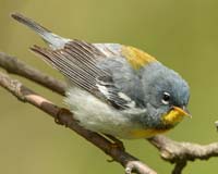 warbler parula