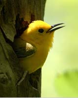 warbler prothonotary in hole
