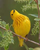 warbler yellow cocking head