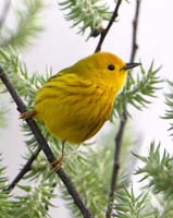 warbler yellow evergreen