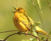 warbler yellow singing