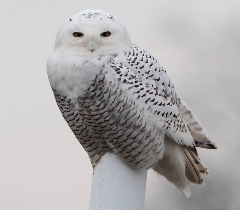 Snowy Owl Photos