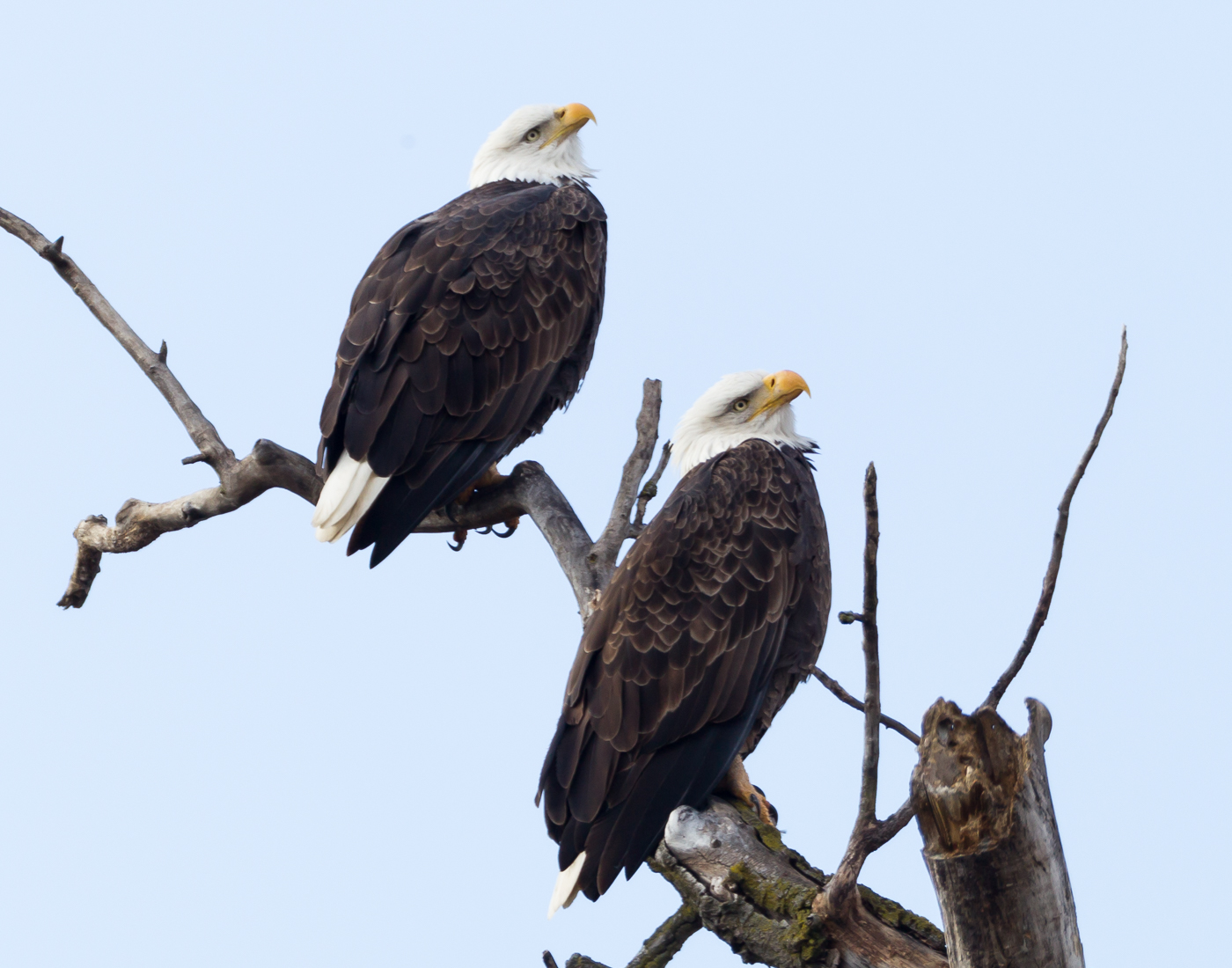 Eagles watching somehting apparently interesting