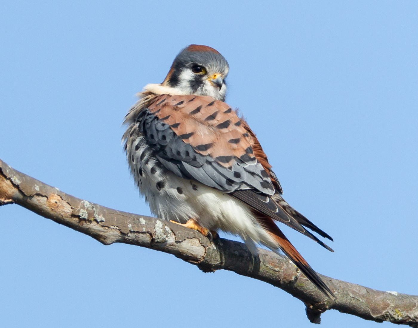 American Kestrel, Male, keeping an eye on another photographer