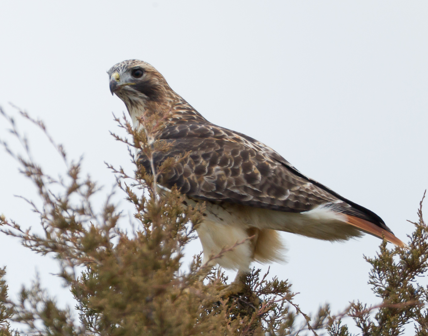 Scardy-cat red-tailed hawk along the airport access road.