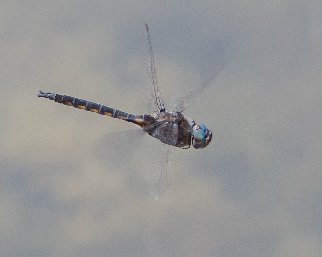 blue_dasher_immature