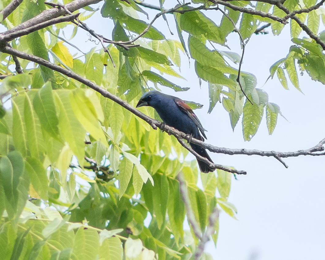 blue_grosbeak_male