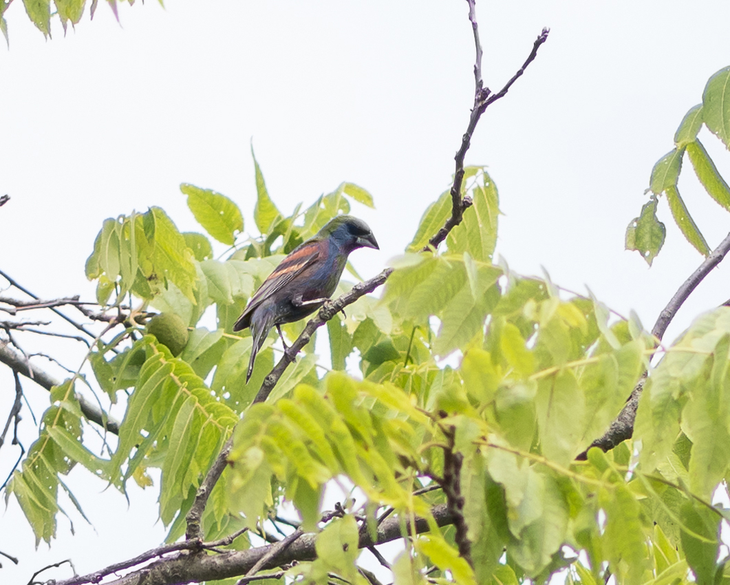 blue_grosbeak_male2