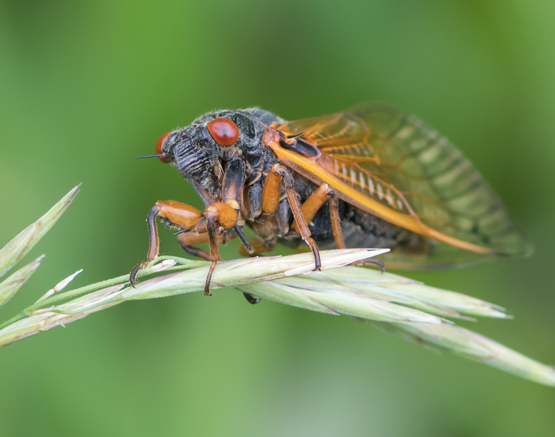 cicada2