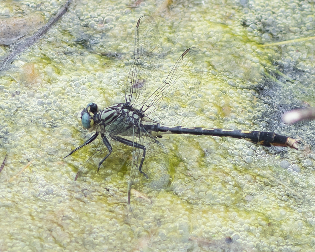 clubtail_dragonfly