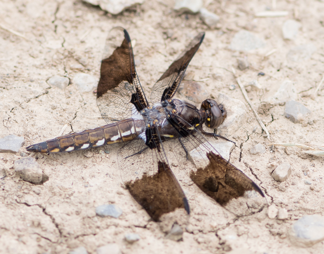 common_whitetail_female