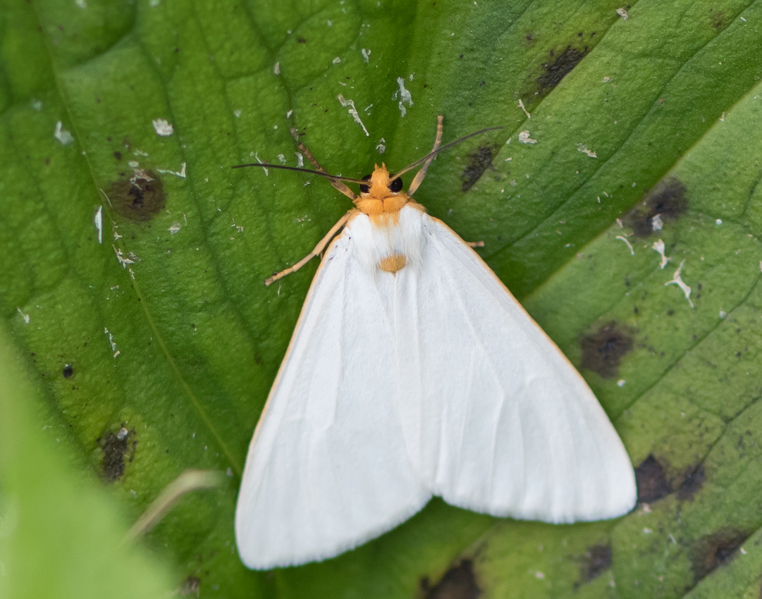dogbane_tigermoth
