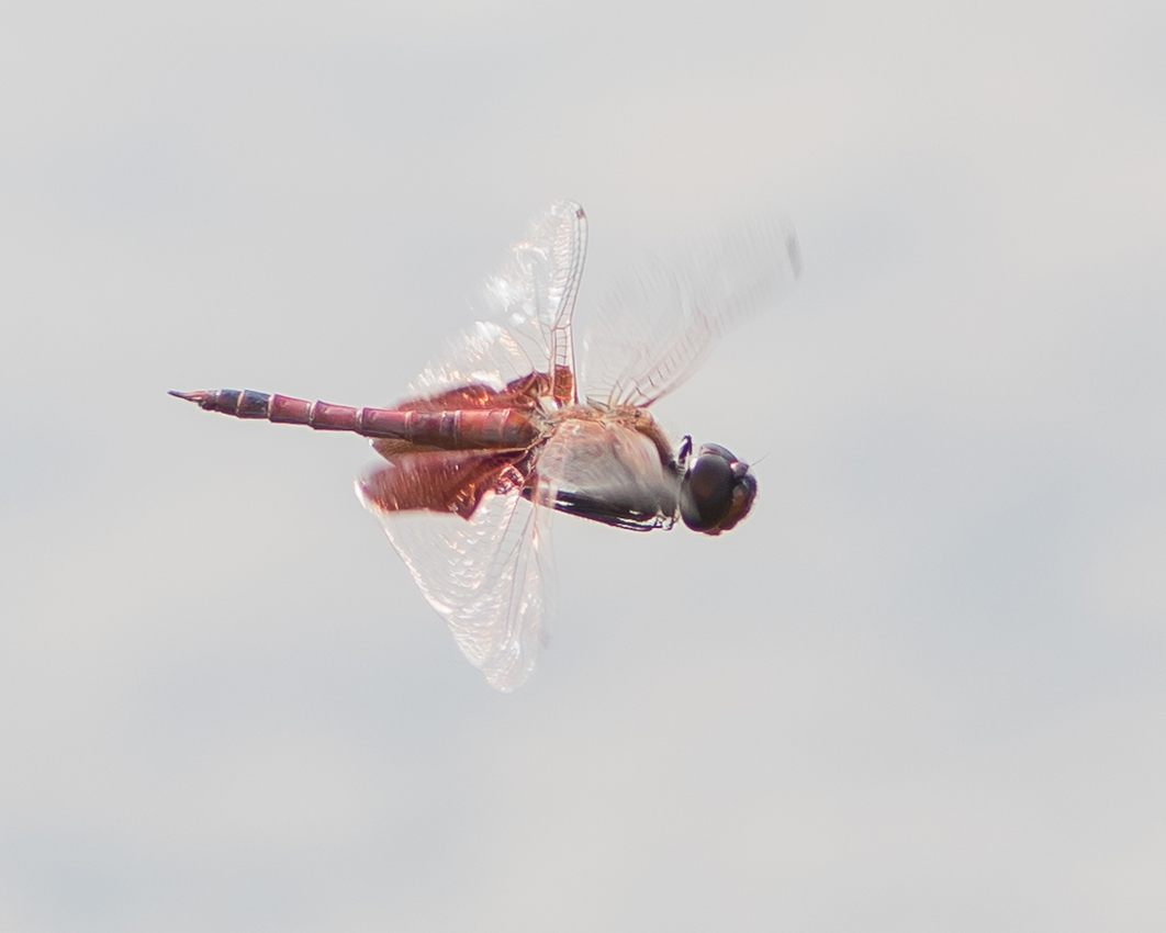 red_saddlebag_dragonfly