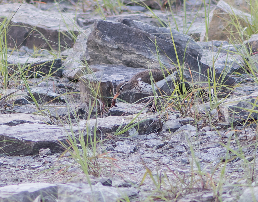 spotted_sandpiper