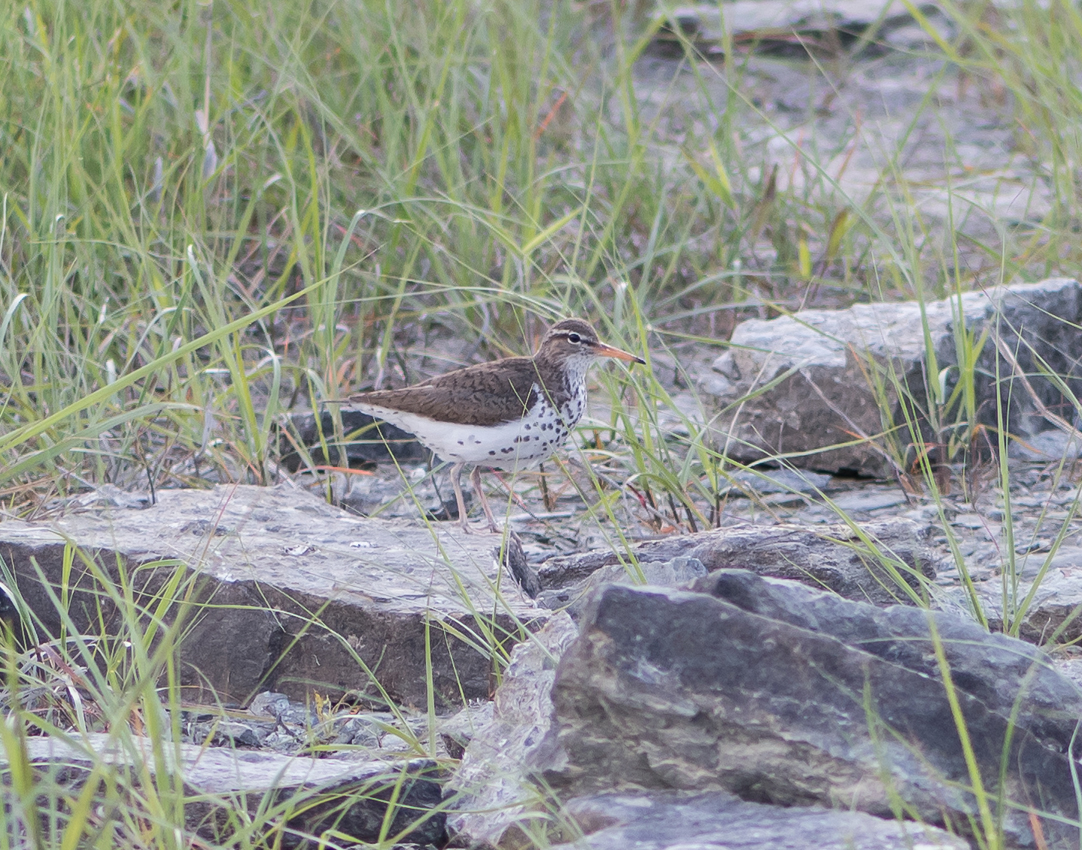 spotted_sandpiper2