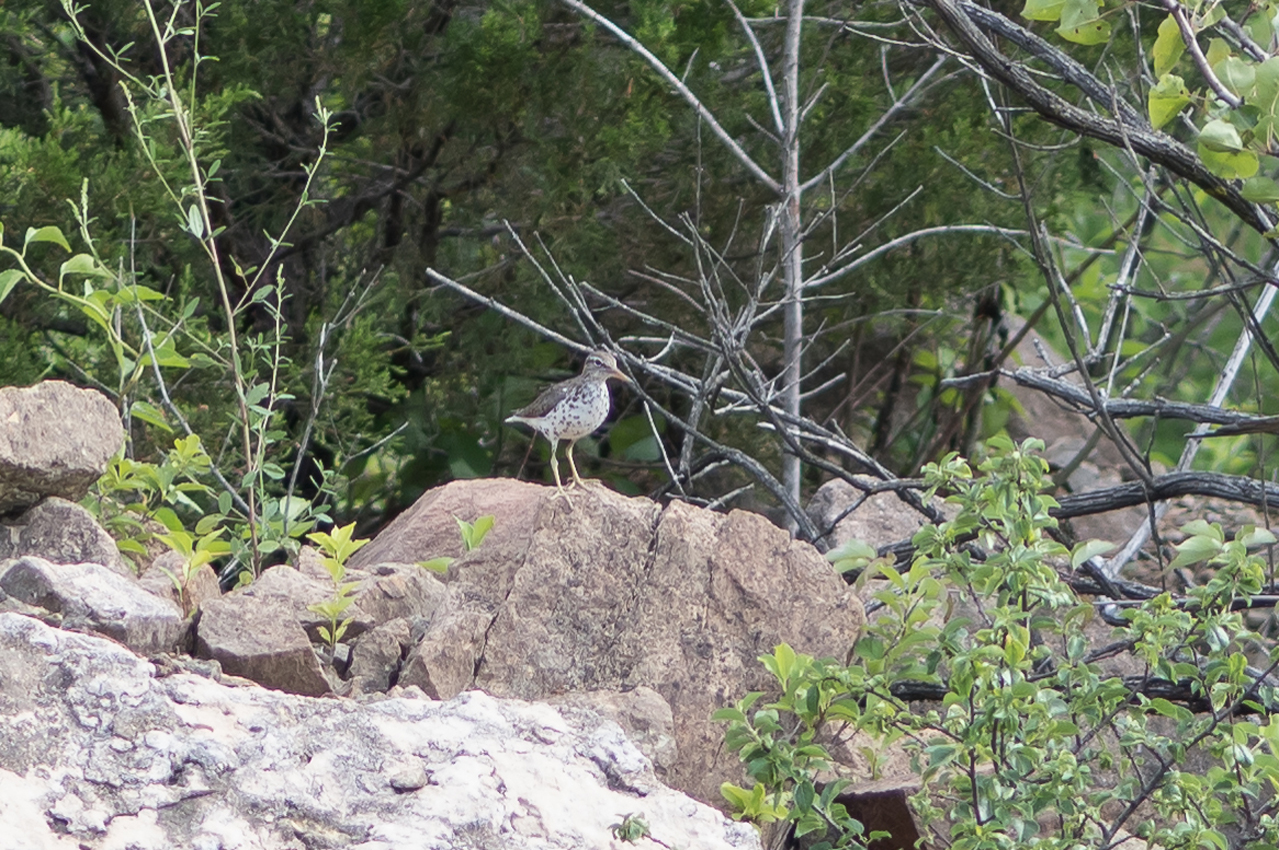 spotted_sandpiper_mom