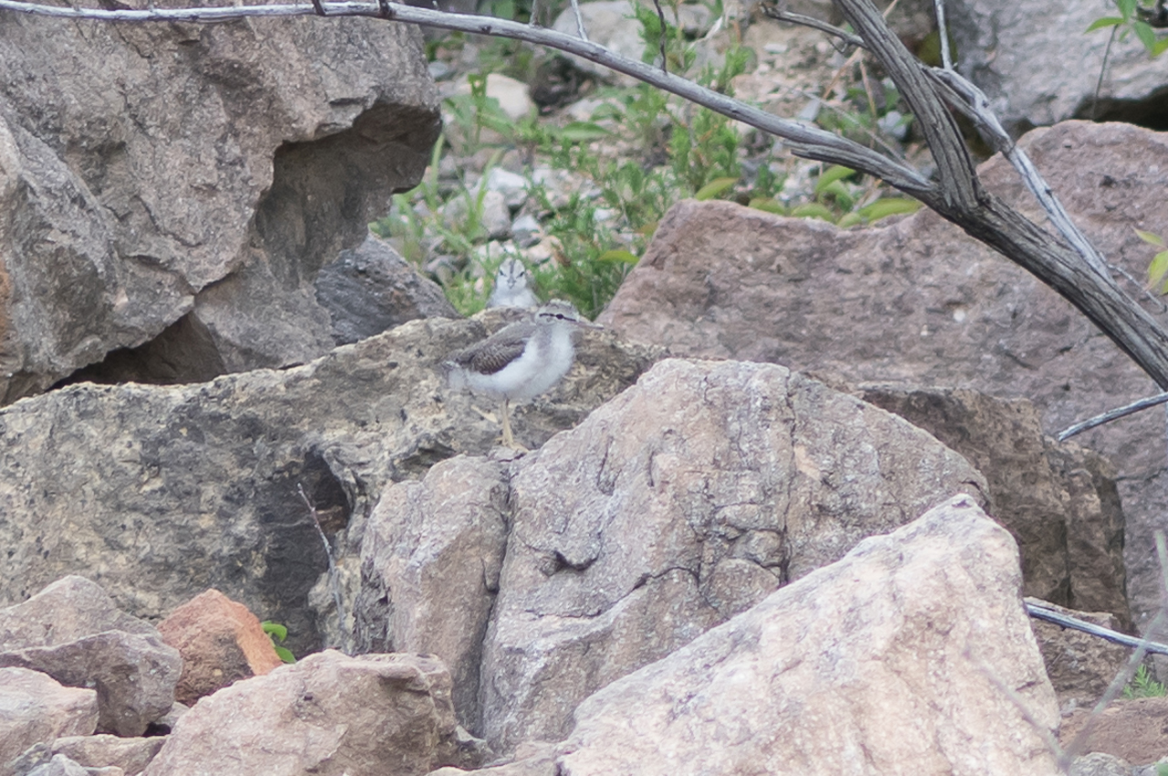 spotted_sandpiper_young