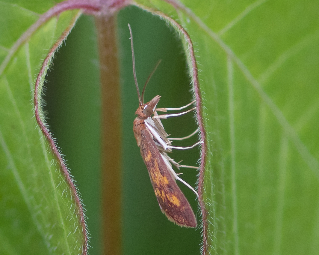 tiny_moth