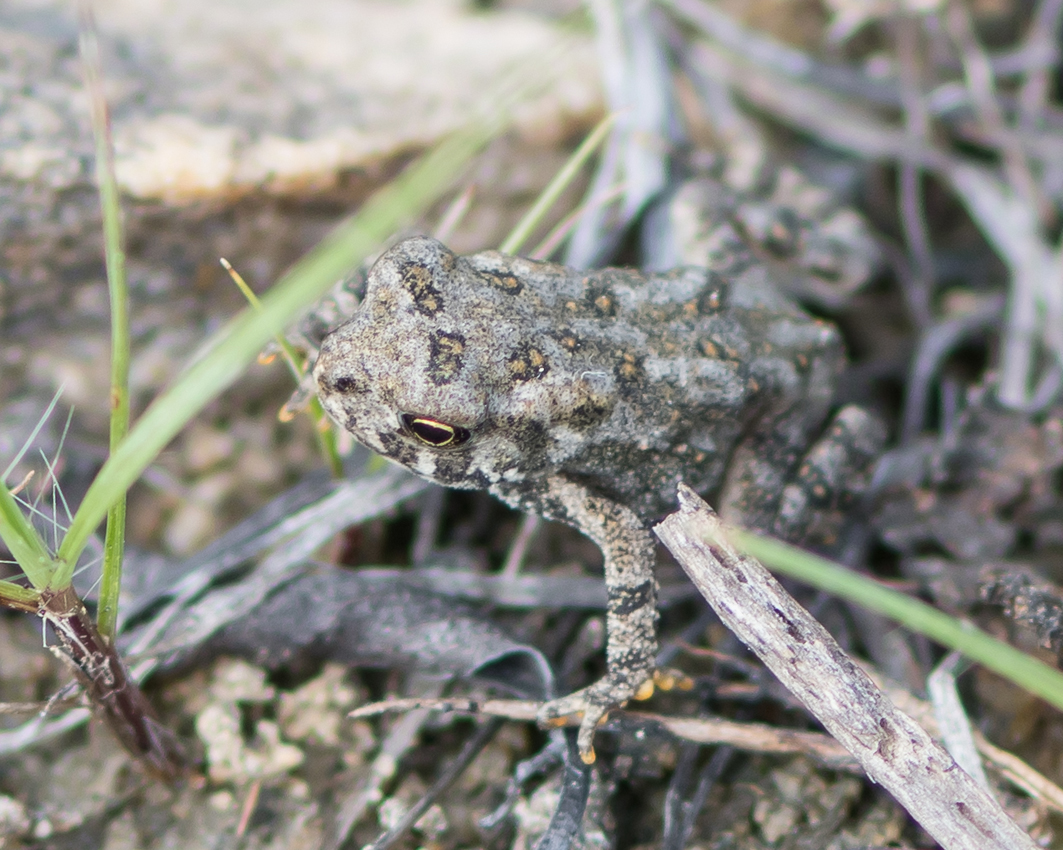 tiny_toad